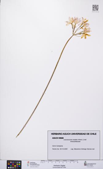 Leucocoryne ixioides [Espécimen: UCH:AGUCH:0055926]