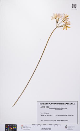 Leucocoryne ixioides [Espécimen: UCH:AGUCH:0055926]