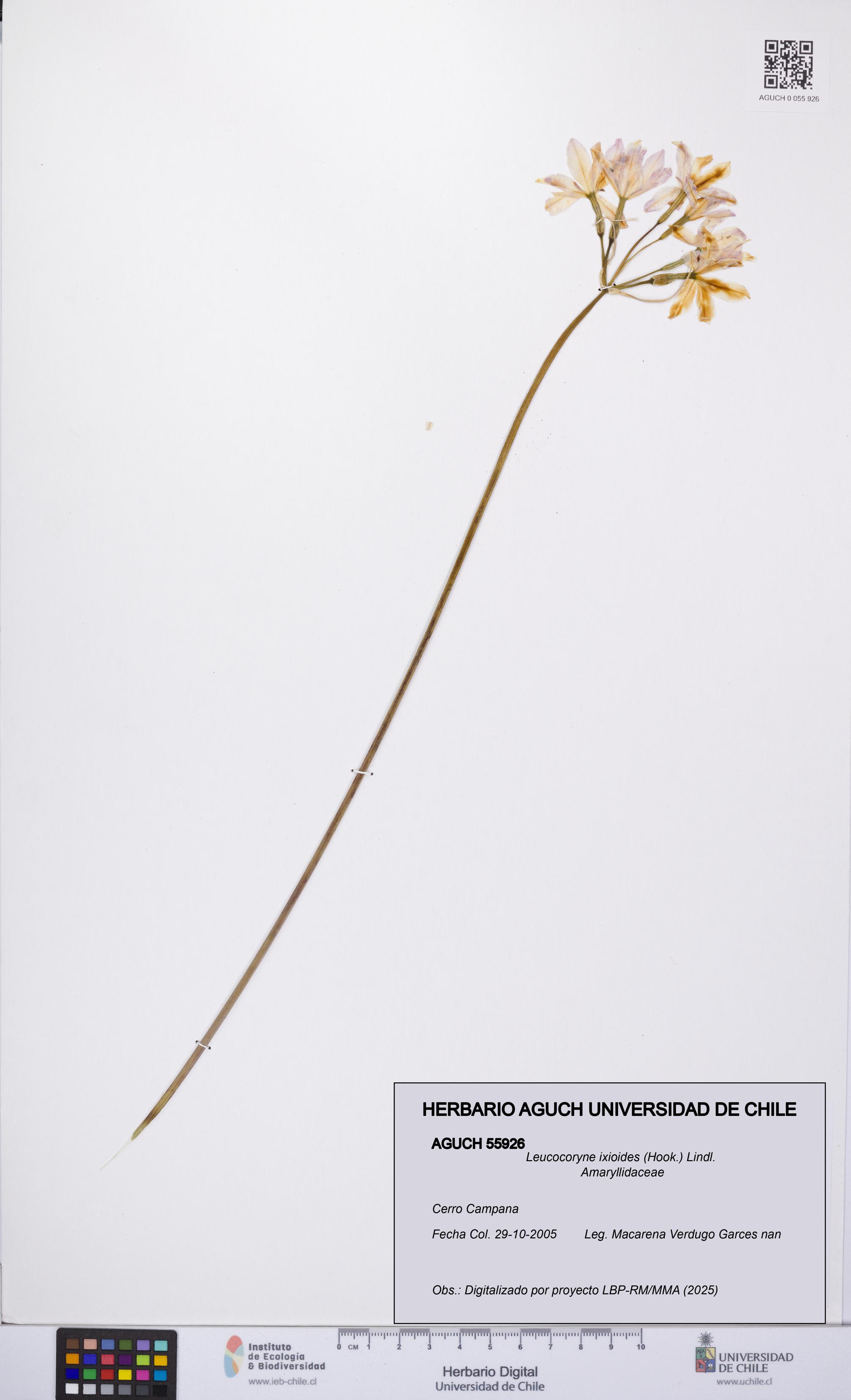 Leucocoryne ixioides [Espécimen: UCH:AGUCH:0055926]