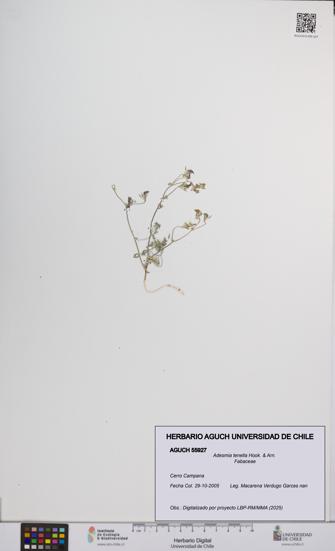 Adesmia tenella [Espécimen: UCH:AGUCH:0055927]