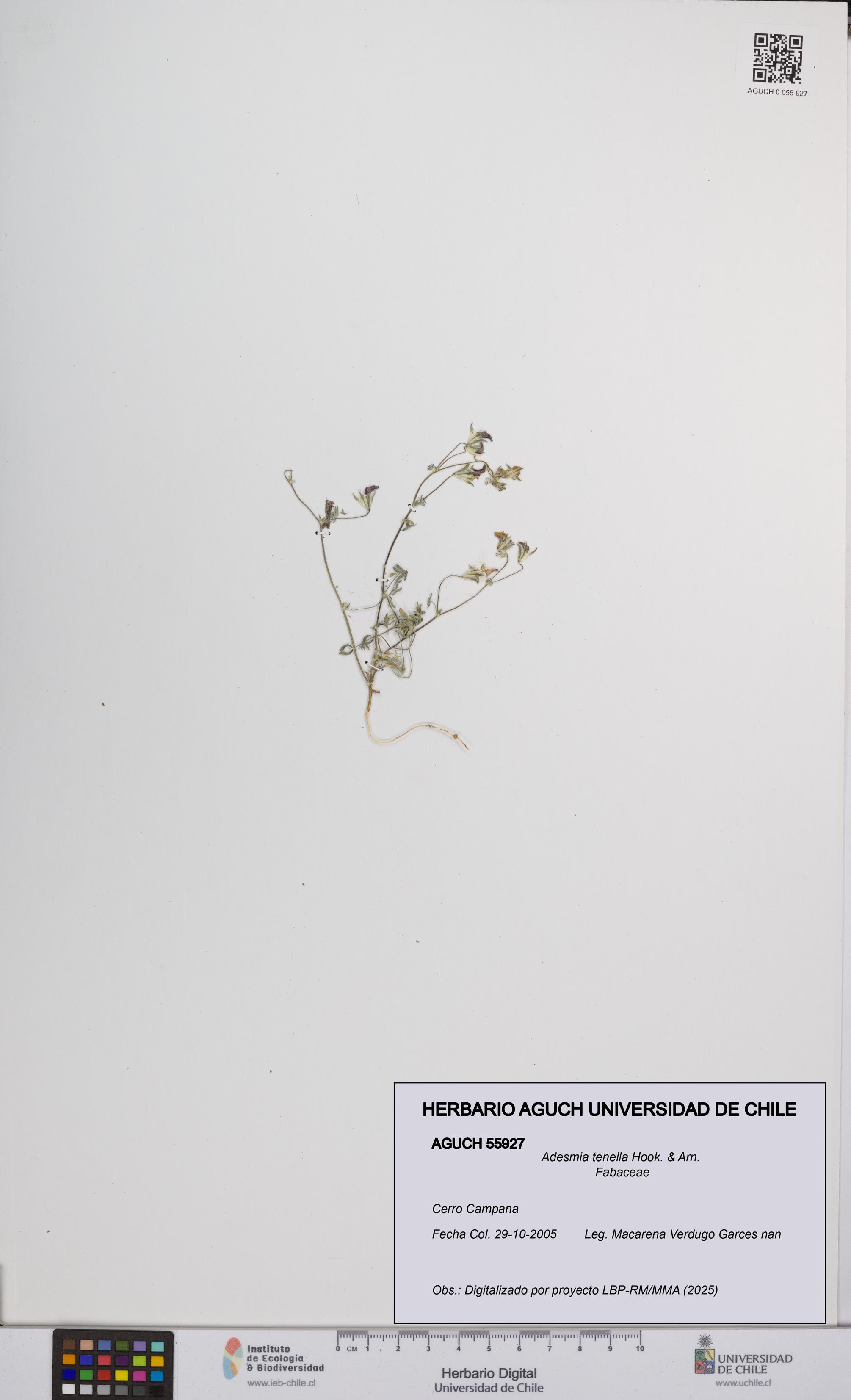 Adesmia tenella [Espécimen: UCH:AGUCH:0055927]