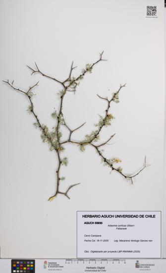 Adesmia confusa [Espécimen: UCH:AGUCH:0055930]