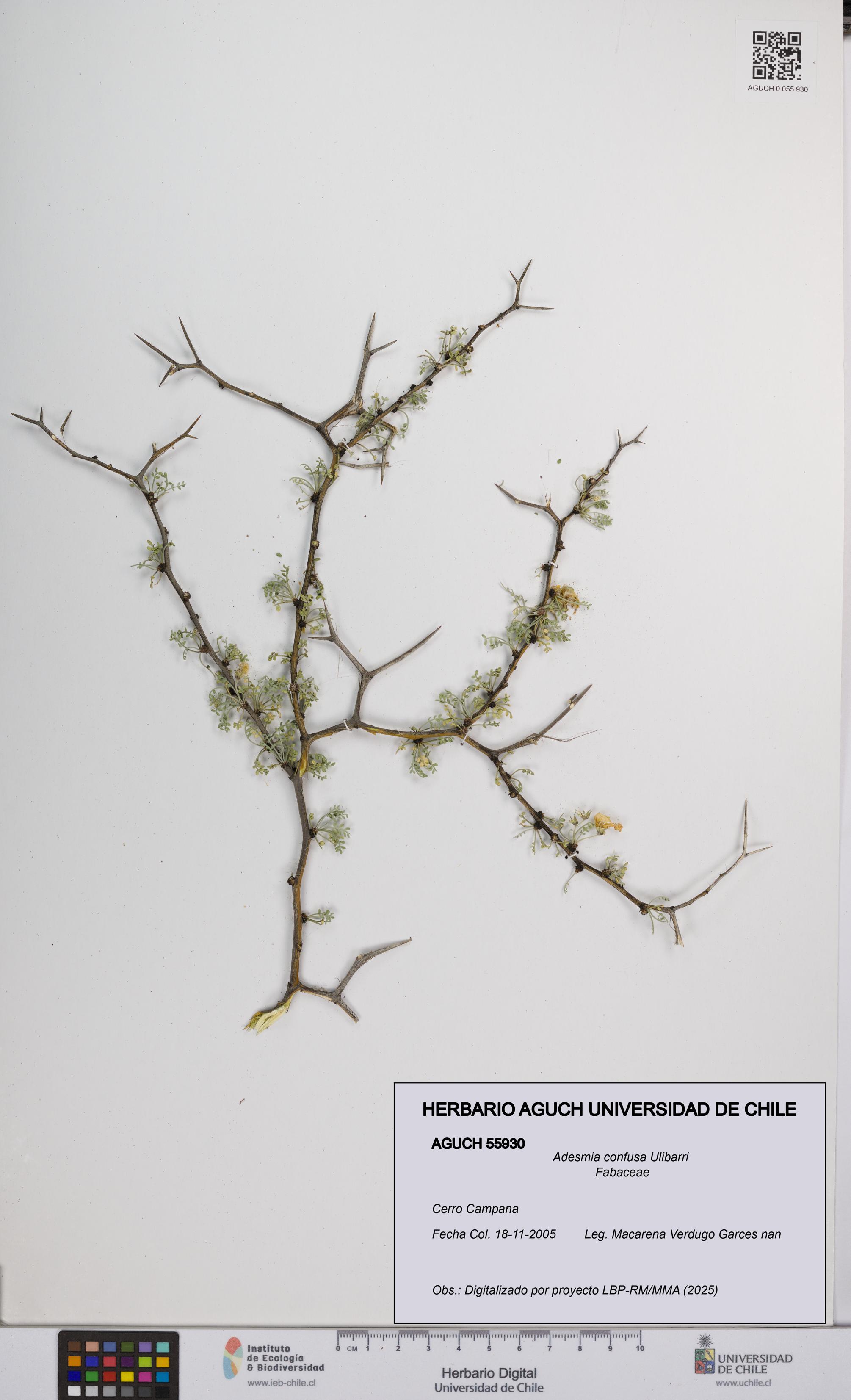 Adesmia confusa [Espécimen: UCH:AGUCH:0055930]