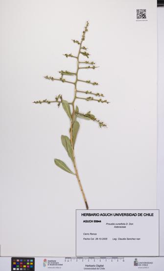 Proustia cuneifolia [Espécimen: UCH:AGUCH:0055944]