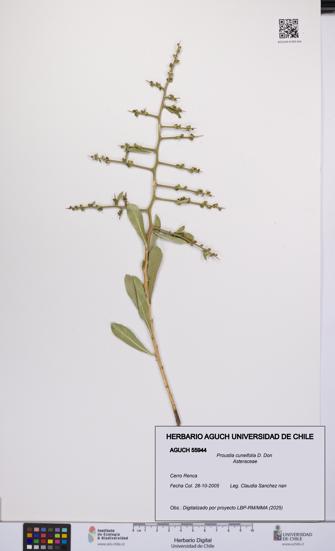 Proustia cuneifolia [Espécimen: UCH:AGUCH:0055944]