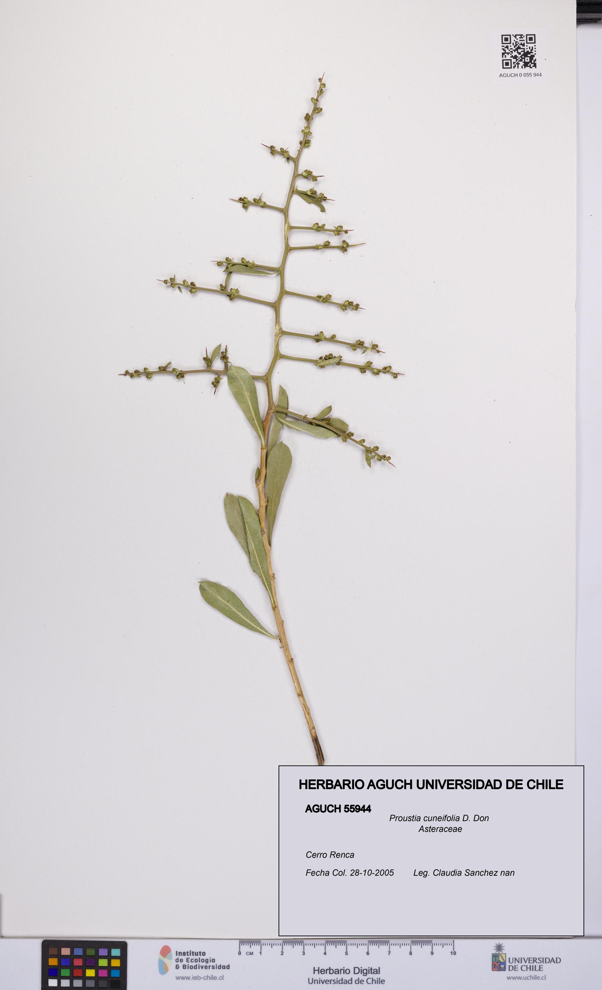 Proustia cuneifolia [Espécimen: UCH:AGUCH:0055944]