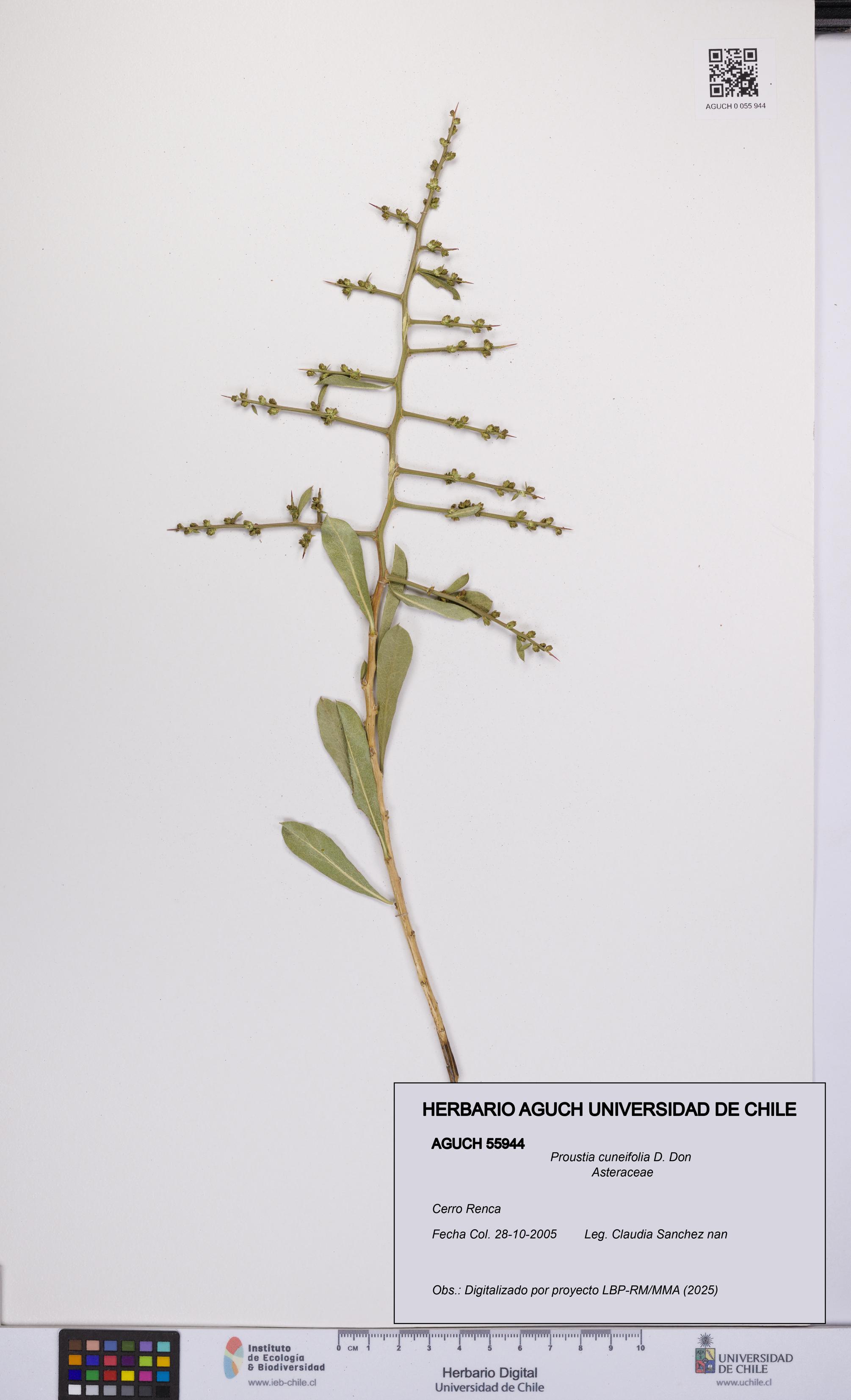 Proustia cuneifolia [Espécimen: UCH:AGUCH:0055944]