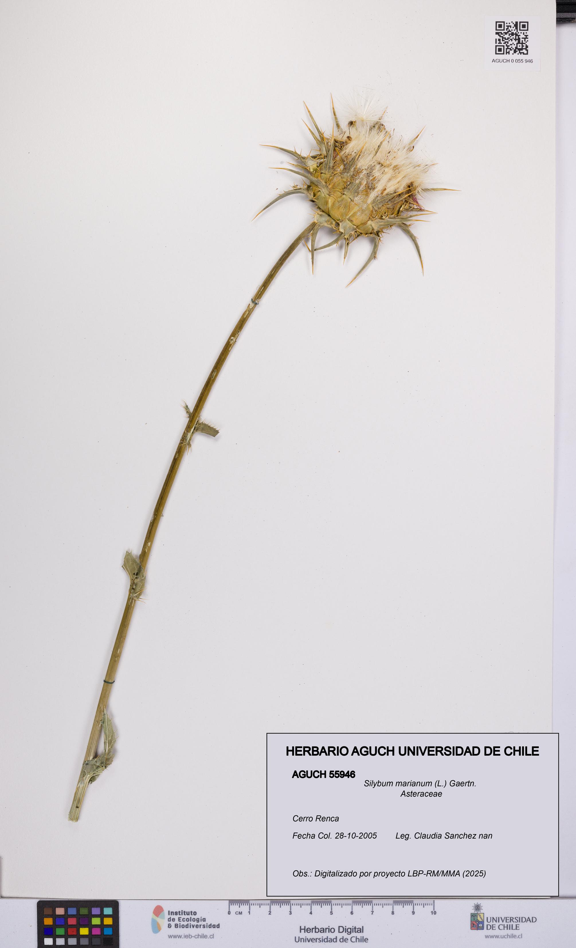 Silybum marianum [Espécimen: UCH:AGUCH:0055946]