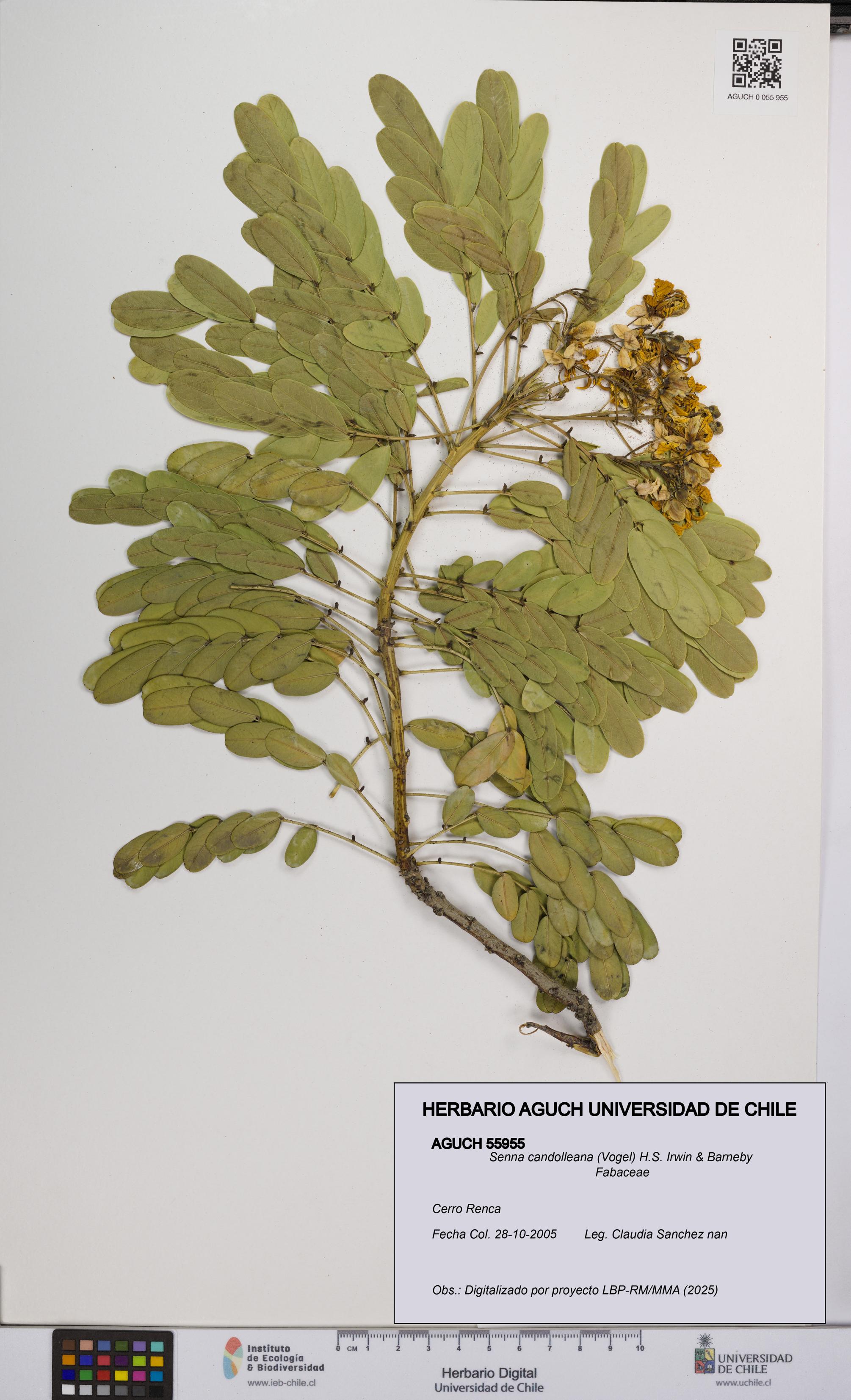 Senna candolleana [Espécimen: UCH:AGUCH:0055955]