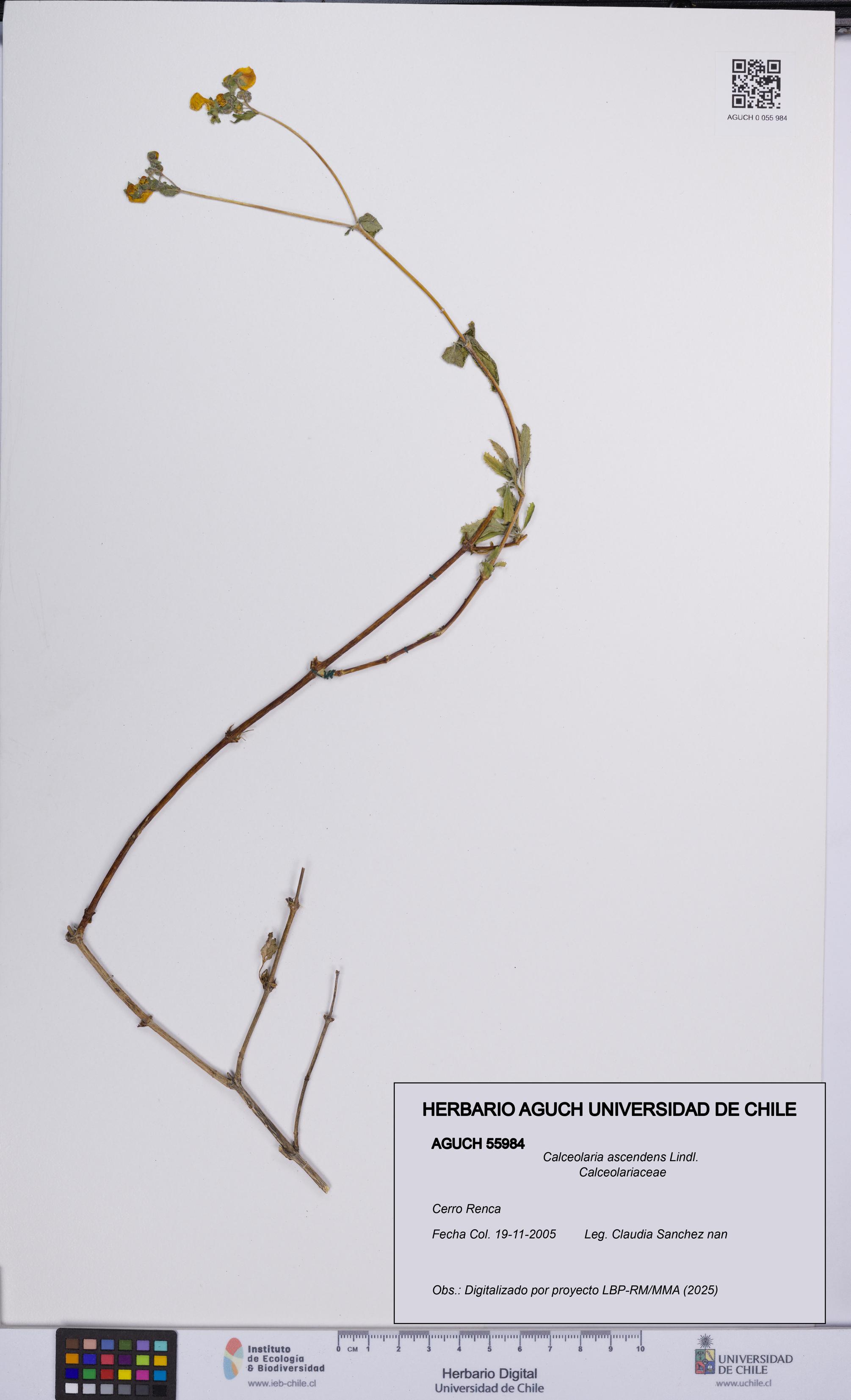 Calceolaria ascendens [Espécimen: UCH:AGUCH:0055984]