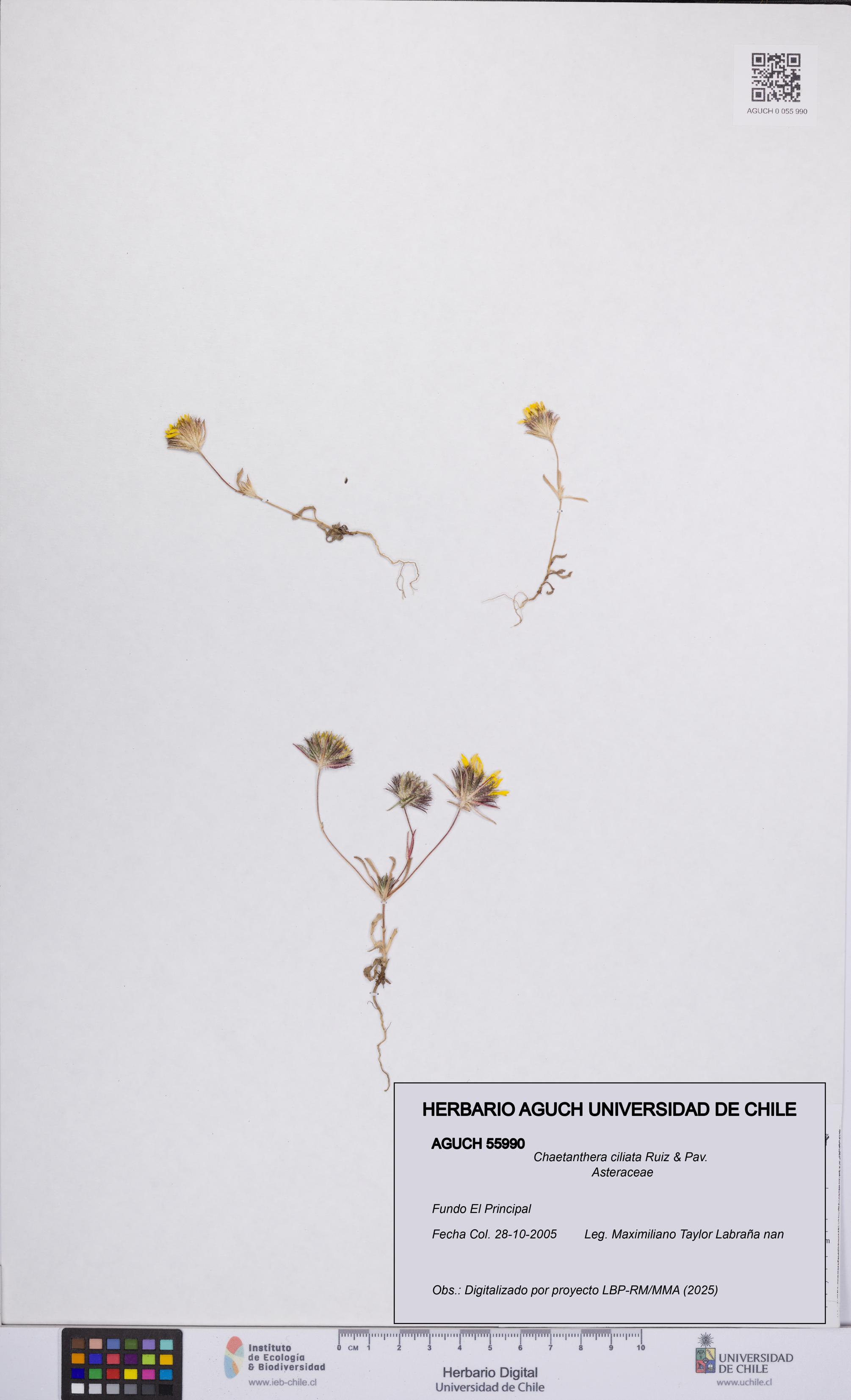 Chaetanthera ciliata [Espécimen: UCH:AGUCH:0055990]