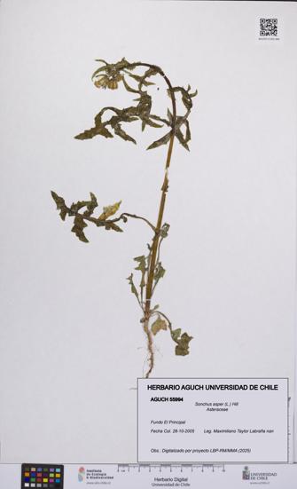 Sonchus asper [Espécimen: UCH:AGUCH:0055994]