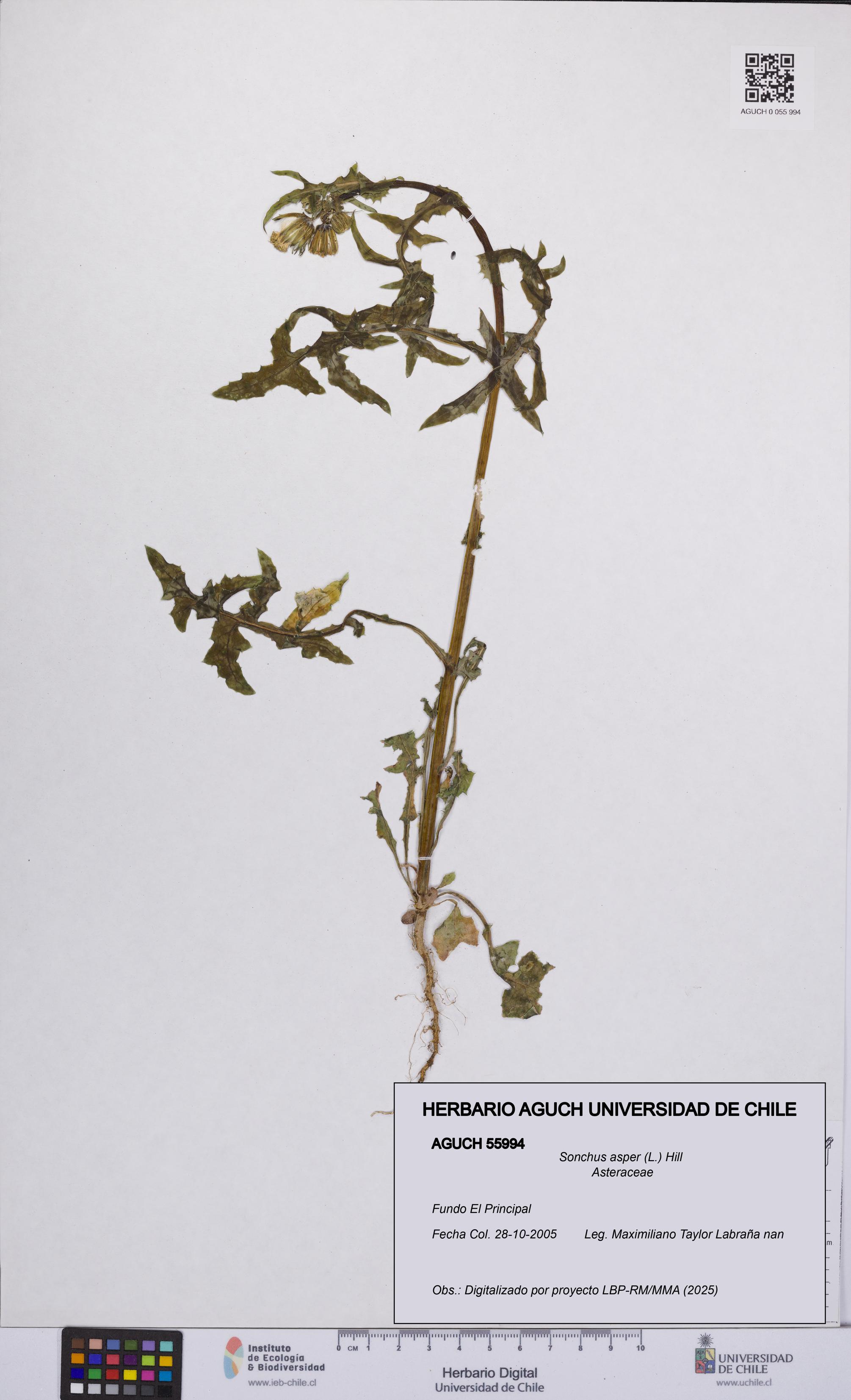Sonchus asper [Espécimen: UCH:AGUCH:0055994]