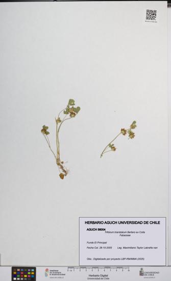 Trifolium triaristatum [Espécimen: UCH:AGUCH:0056004]