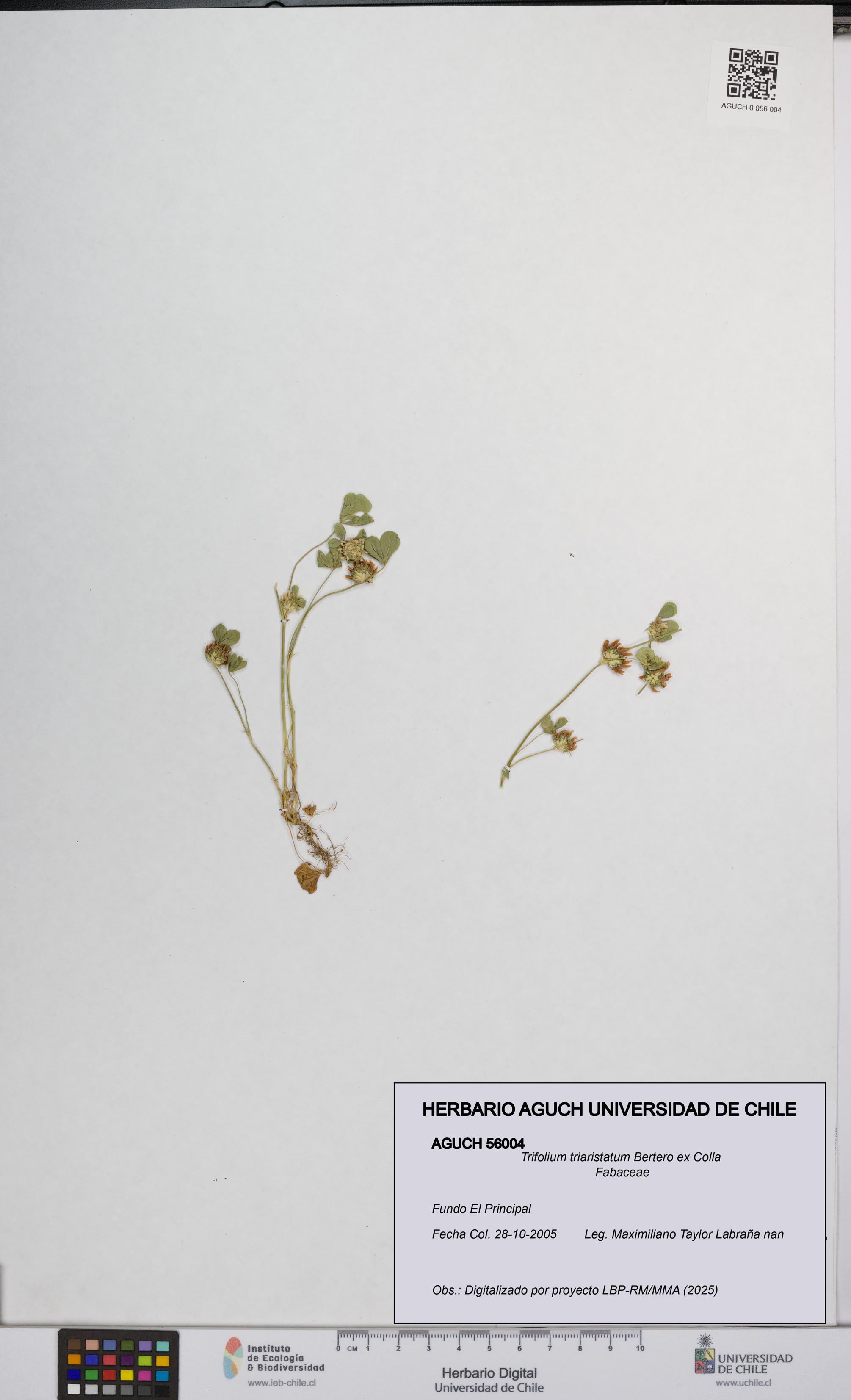 Trifolium triaristatum [Espécimen: UCH:AGUCH:0056004]
