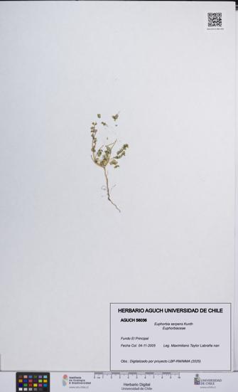 Euphorbia serpens [Espécimen: UCH:AGUCH:0056036]