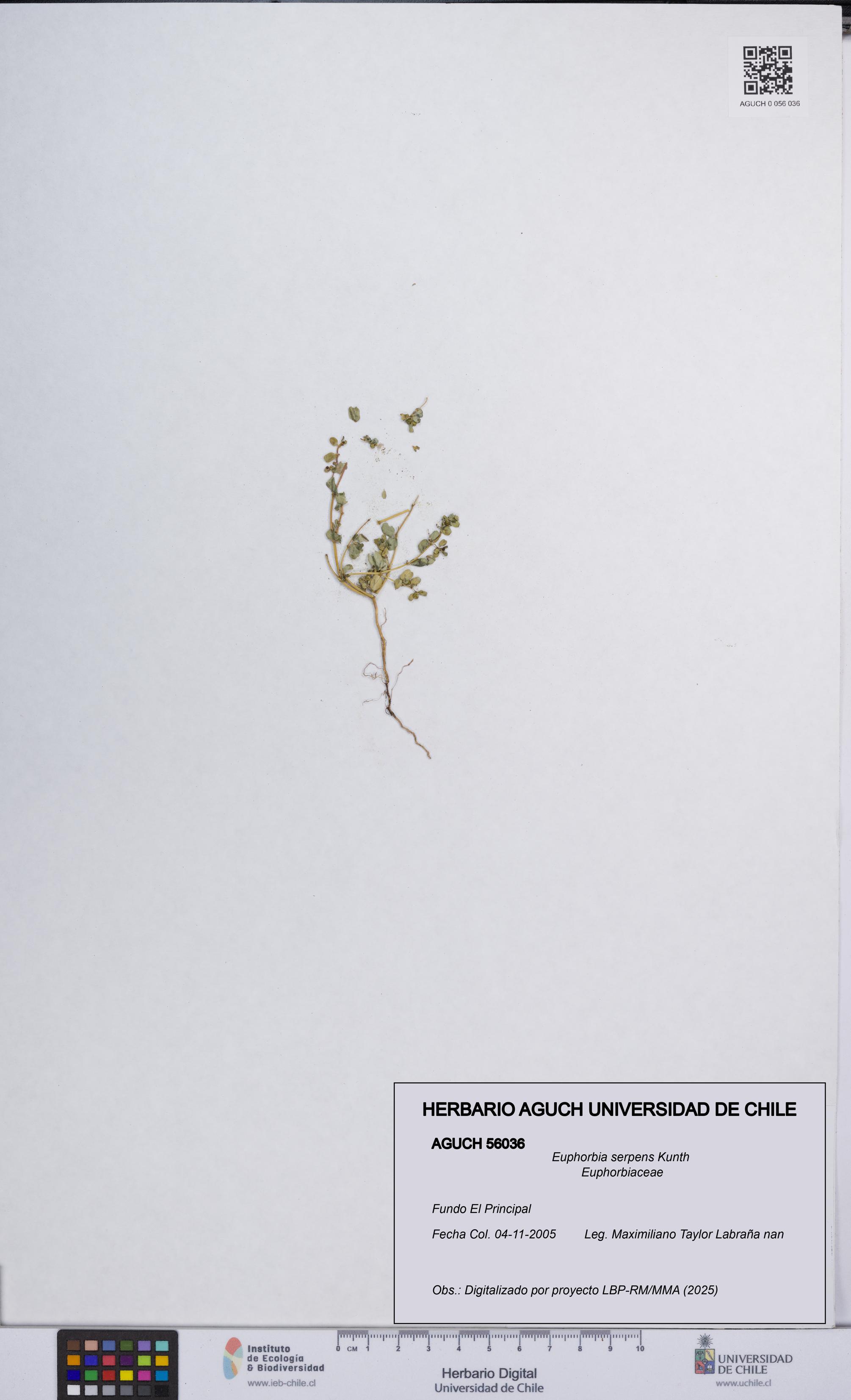Euphorbia serpens [Espécimen: UCH:AGUCH:0056036]