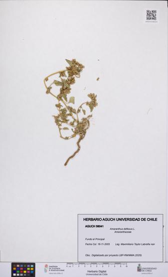 Amaranthus deflexus [Espécimen: UCH:AGUCH:0056041]