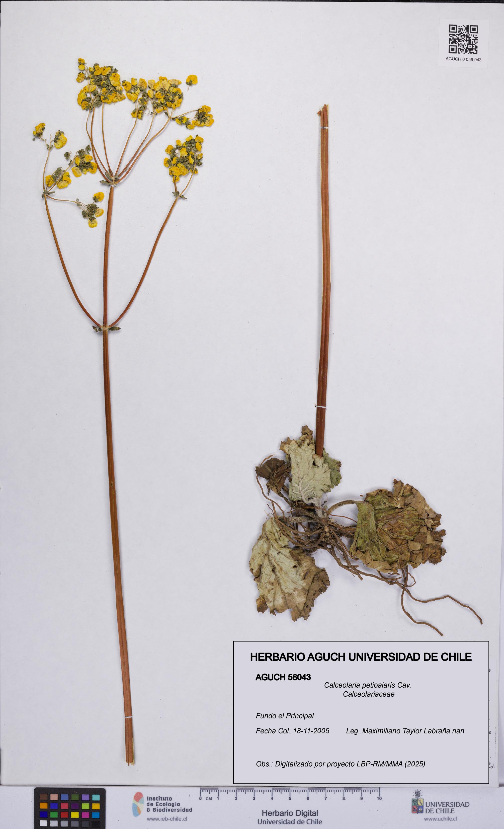 Calceolaria petioalaris [Espécimen: UCH:AGUCH:0056043]