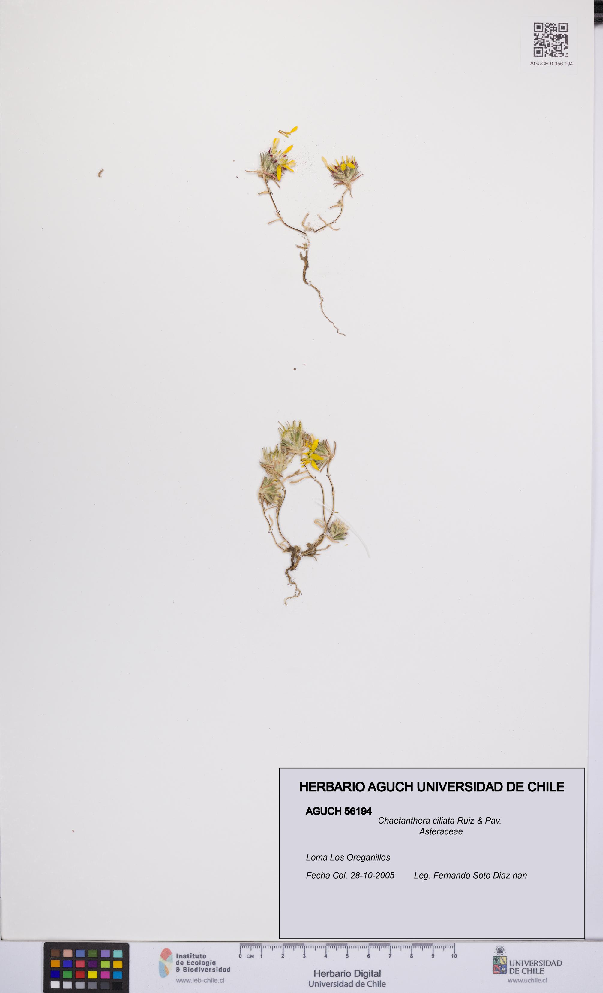 Chaetanthera ciliata [Espécimen: UCH:AGUCH:0056194]