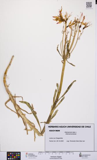 Alstroemeria ligtu [Espécimen: UCH:AGUCH:0056205]
