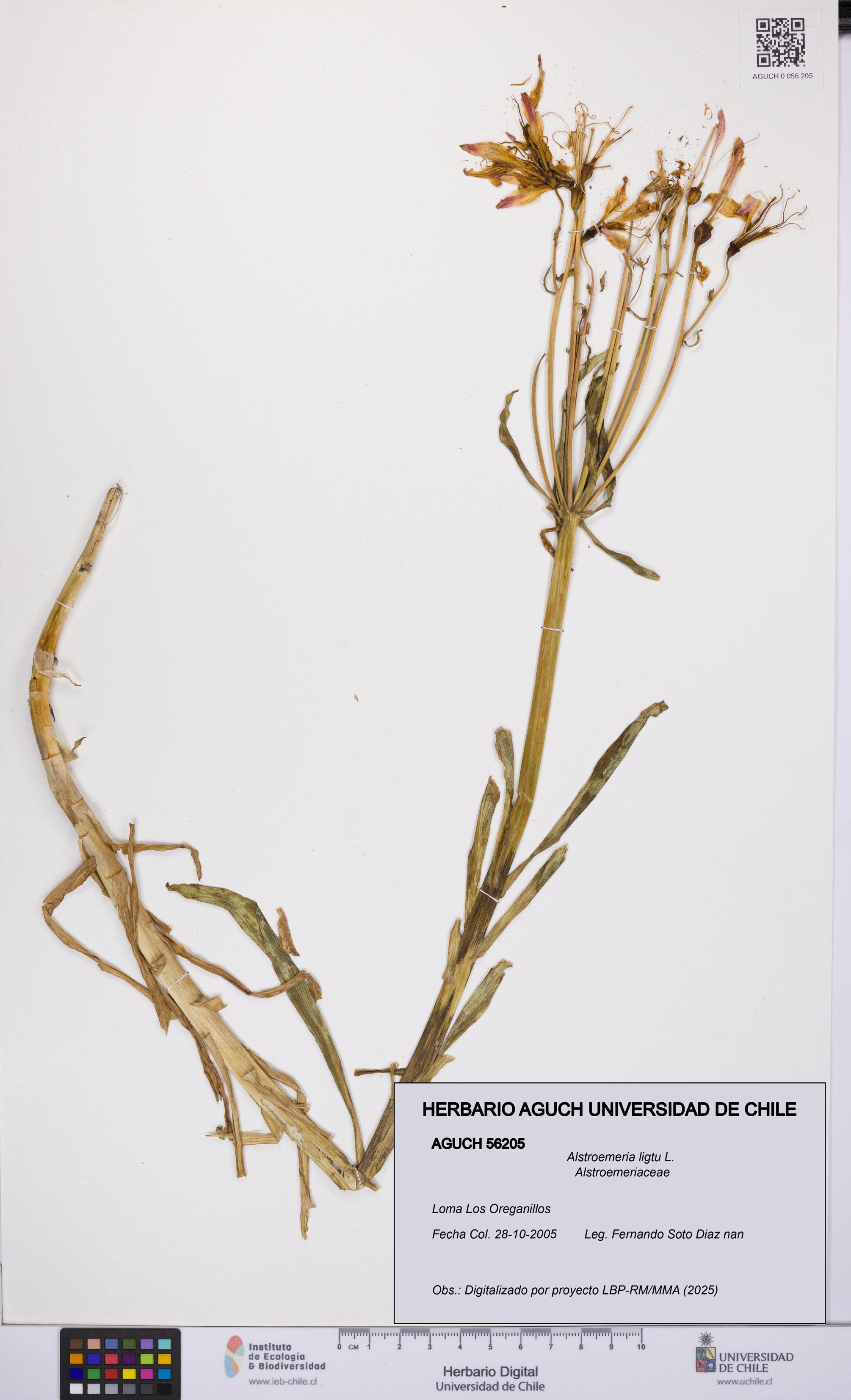 Alstroemeria ligtu [Espécimen: UCH:AGUCH:0056205]