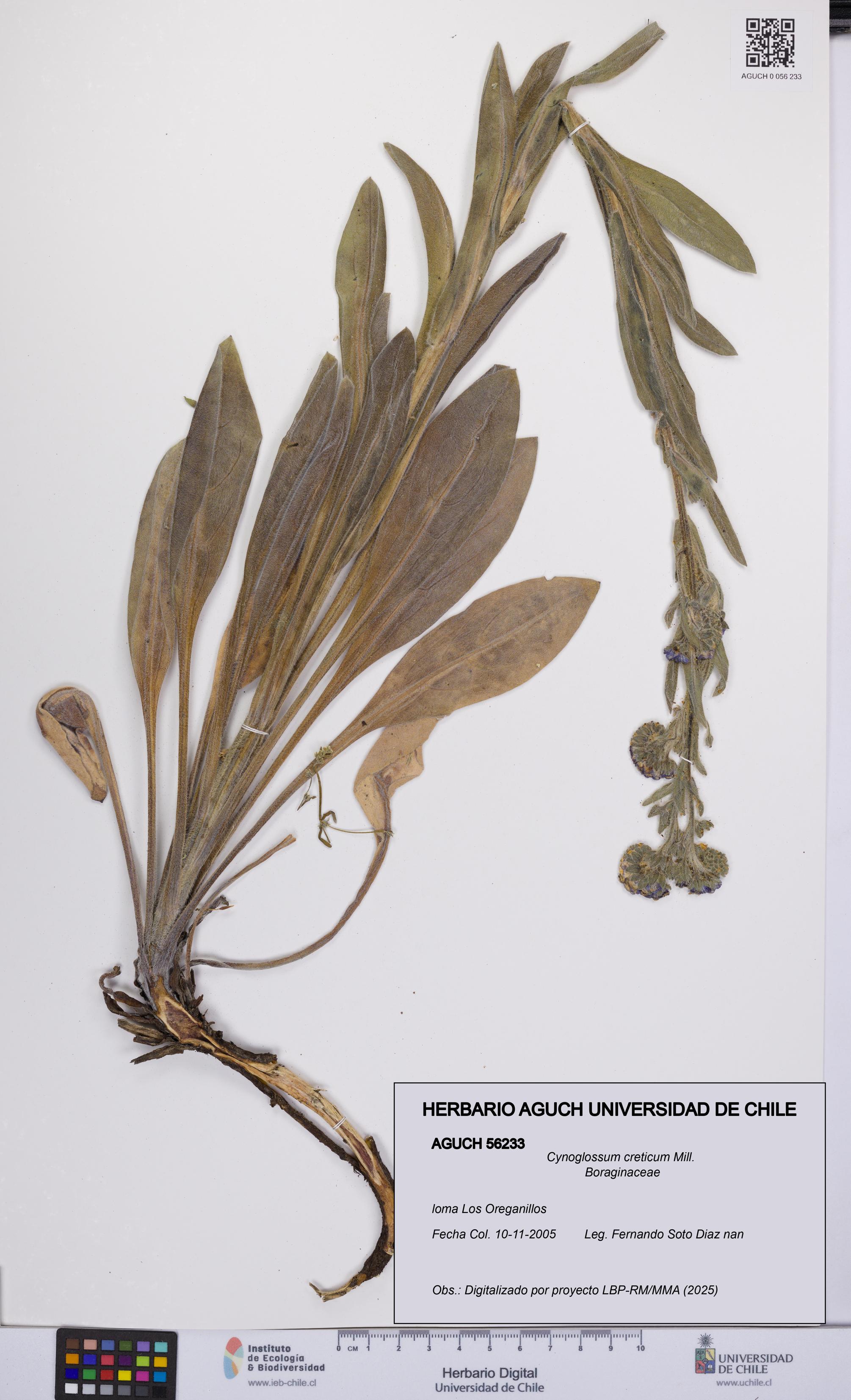 Cynoglossum creticum [Espécimen: UCH:AGUCH:0056233]