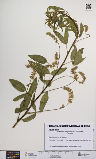 Otholobium glandulosum [Espécimen: UCH:AGUCH:0056253]