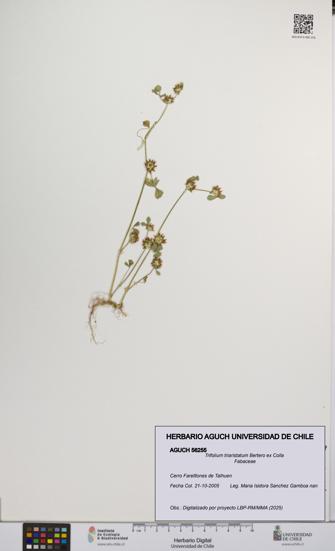 Trifolium triaristatum [Espécimen: UCH:AGUCH:0056255]