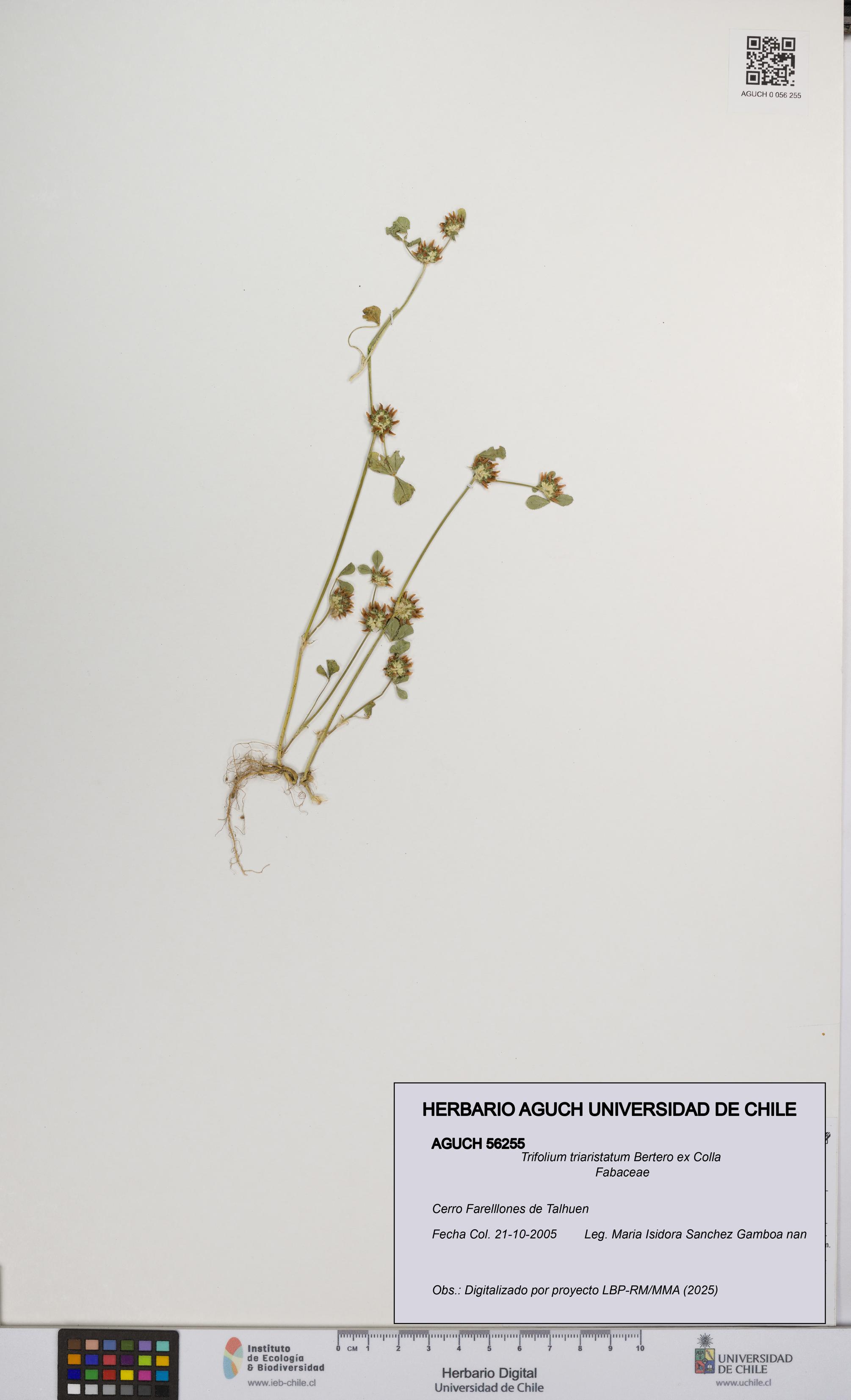 Trifolium triaristatum [Espécimen: UCH:AGUCH:0056255]