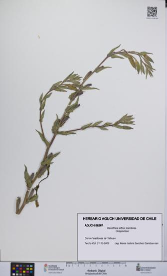 Oenothera affinis [Espécimen: UCH:AGUCH:0056267]