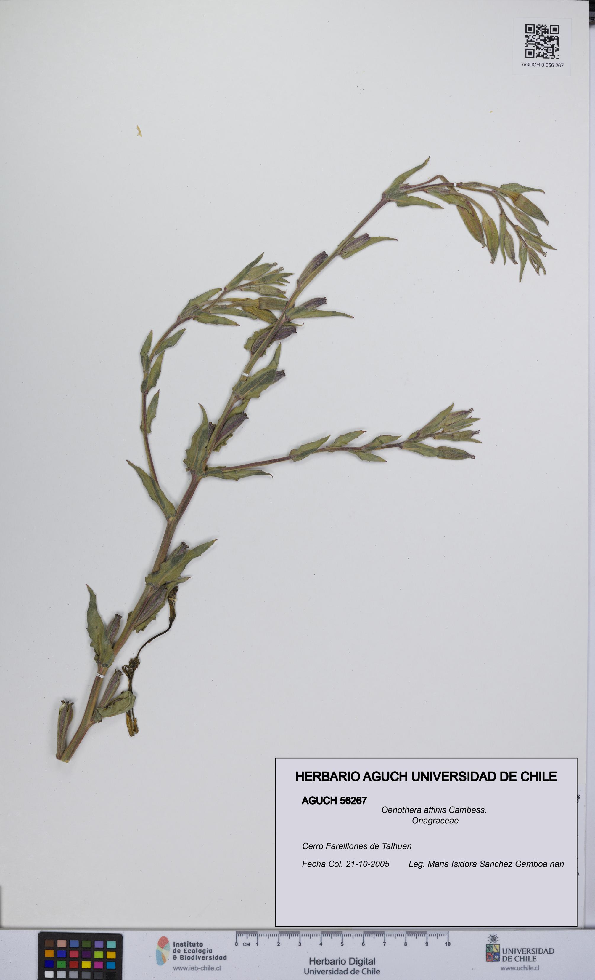 Oenothera affinis [Espécimen: UCH:AGUCH:0056267]