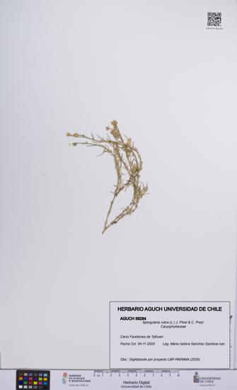 Spergularia rubra [Espécimen: UCH:AGUCH:0056284]