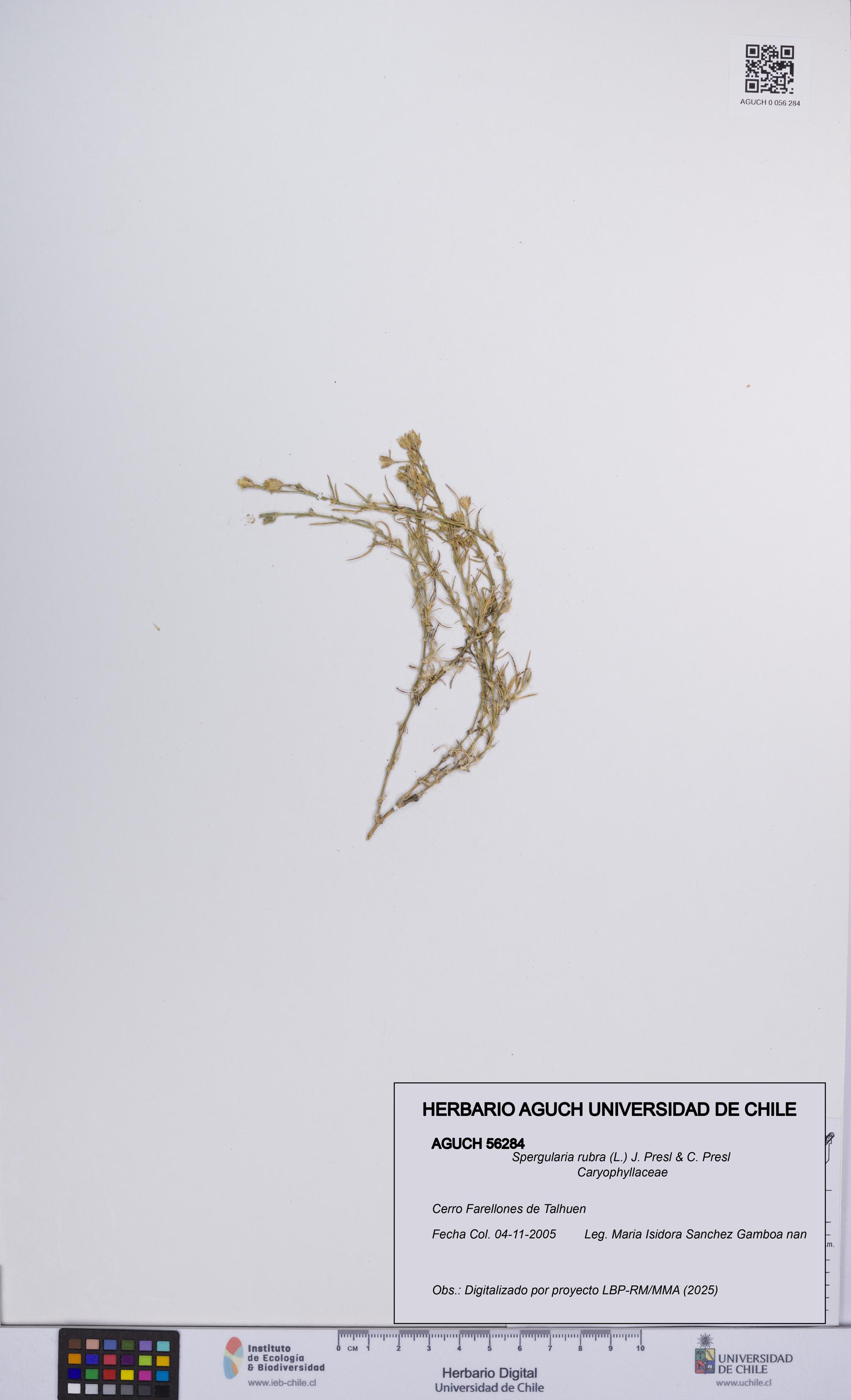 Spergularia rubra [Espécimen: UCH:AGUCH:0056284]