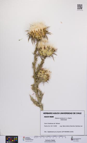 Silybum marianum [Espécimen: UCH:AGUCH:0056285]