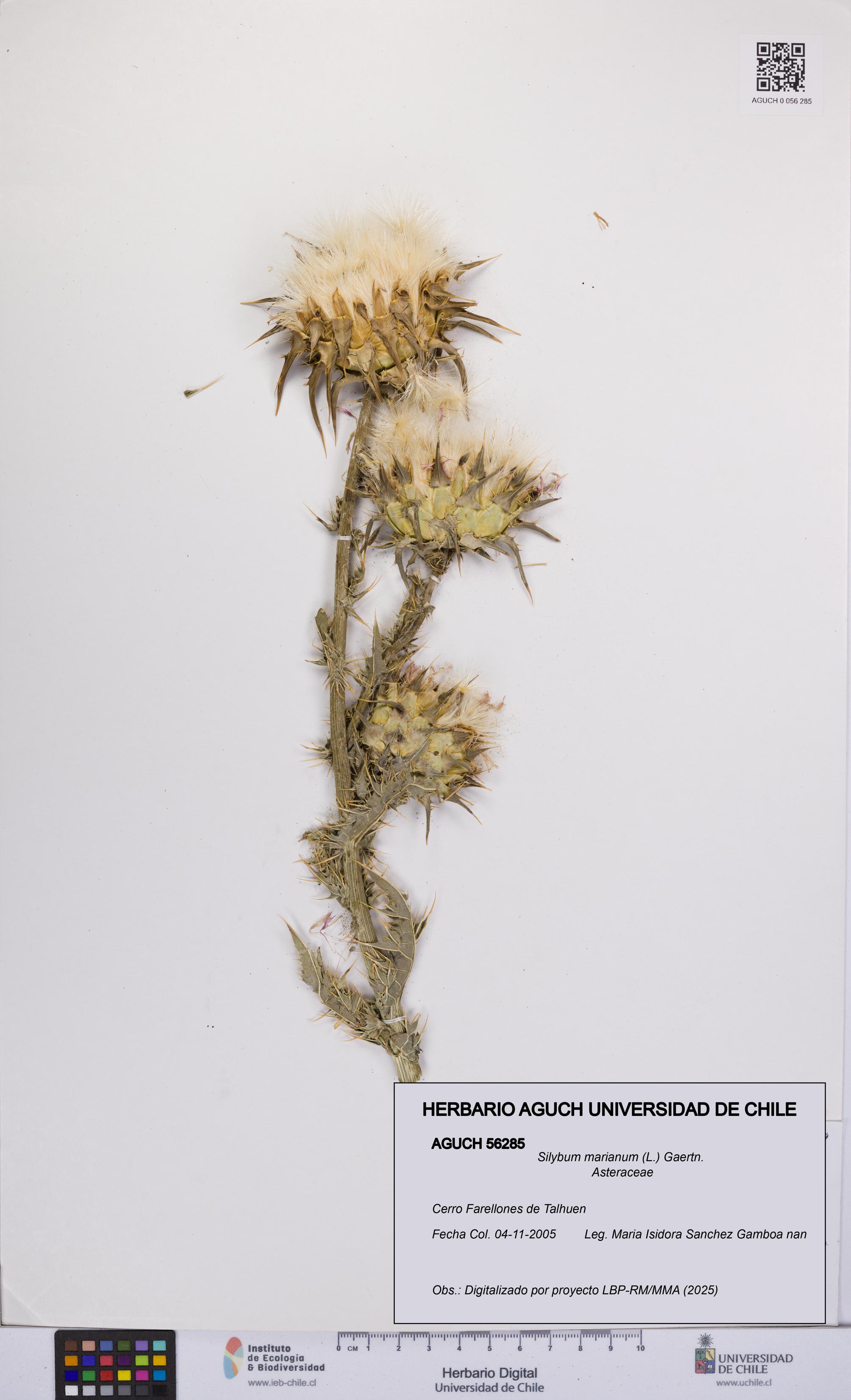 Silybum marianum [Espécimen: UCH:AGUCH:0056285]