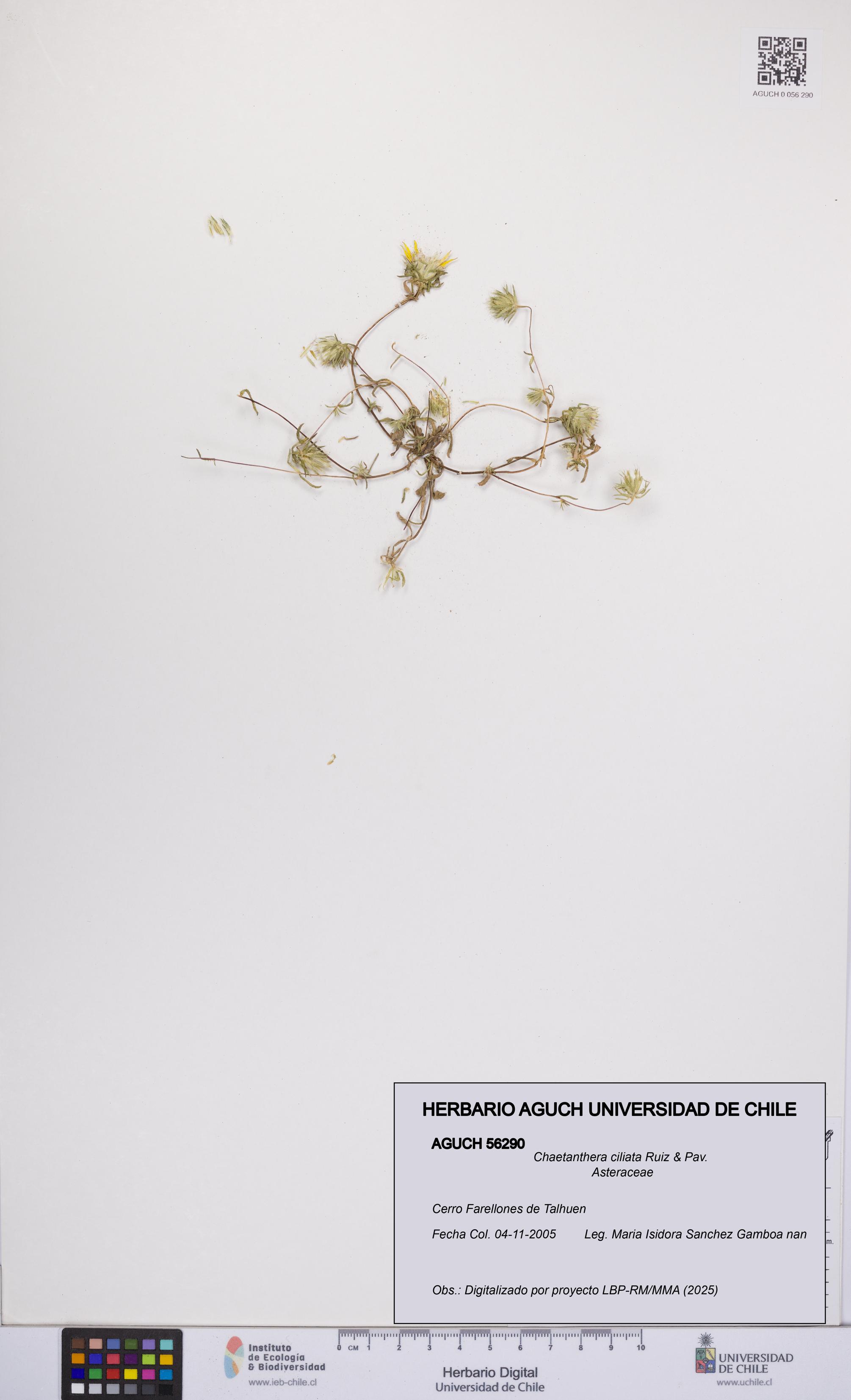 Chaetanthera ciliata [Espécimen: UCH:AGUCH:0056290]