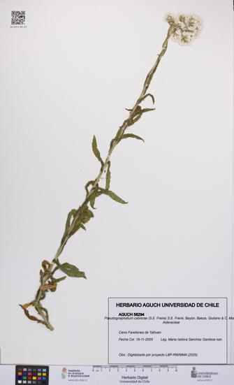 Pseudognaphalium cabrerae [Espécimen: UCH:AGUCH:0056294]