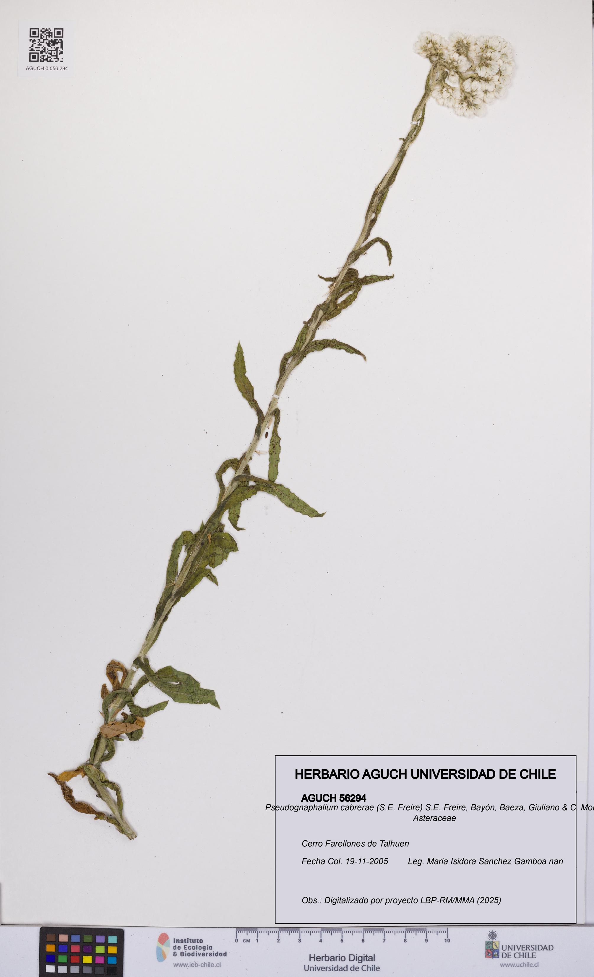 Pseudognaphalium cabrerae [Espécimen: UCH:AGUCH:0056294]