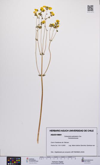 Calceolaria petioalaris [Espécimen: UCH:AGUCH:0056301]