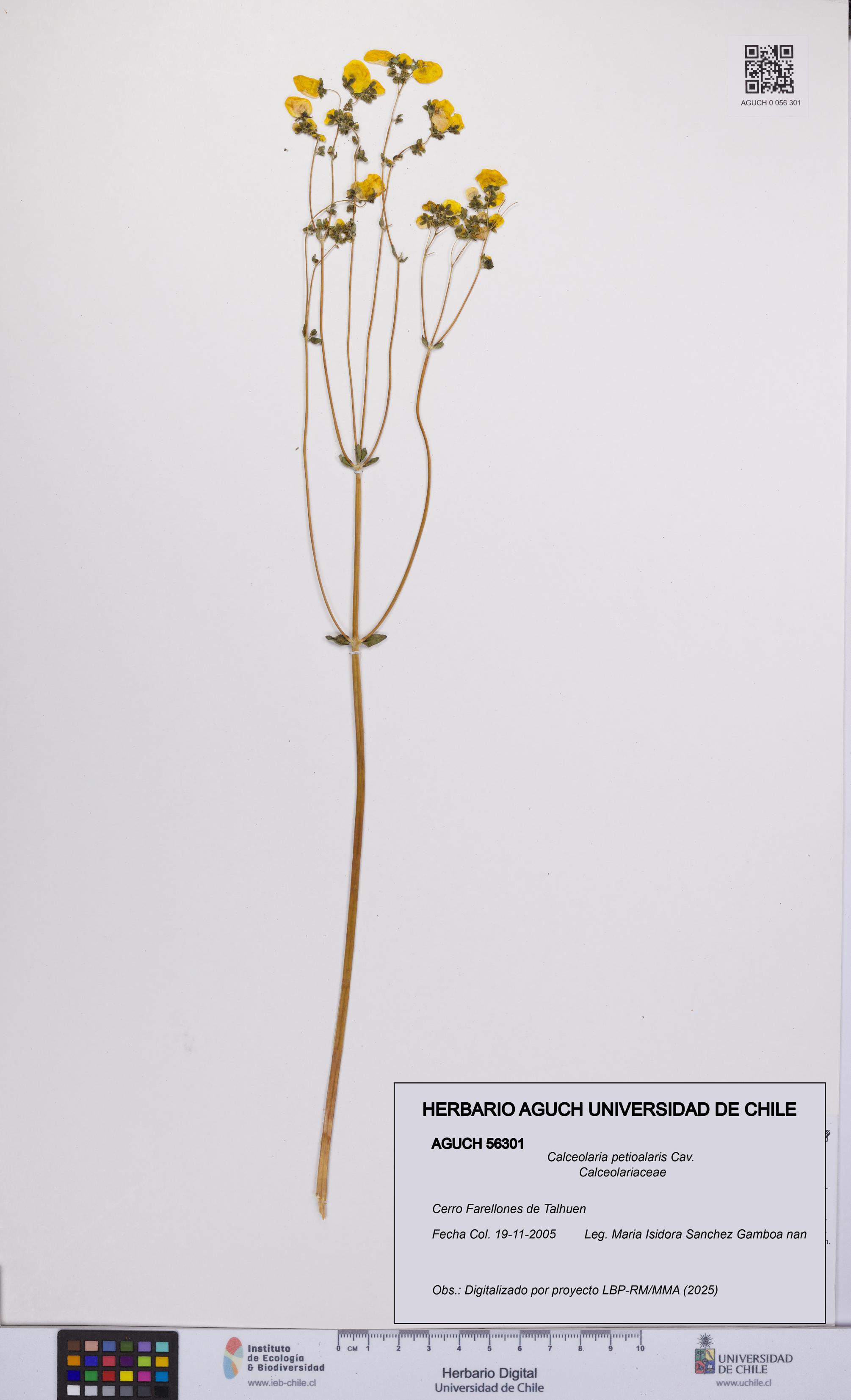 Calceolaria petioalaris [Espécimen: UCH:AGUCH:0056301]