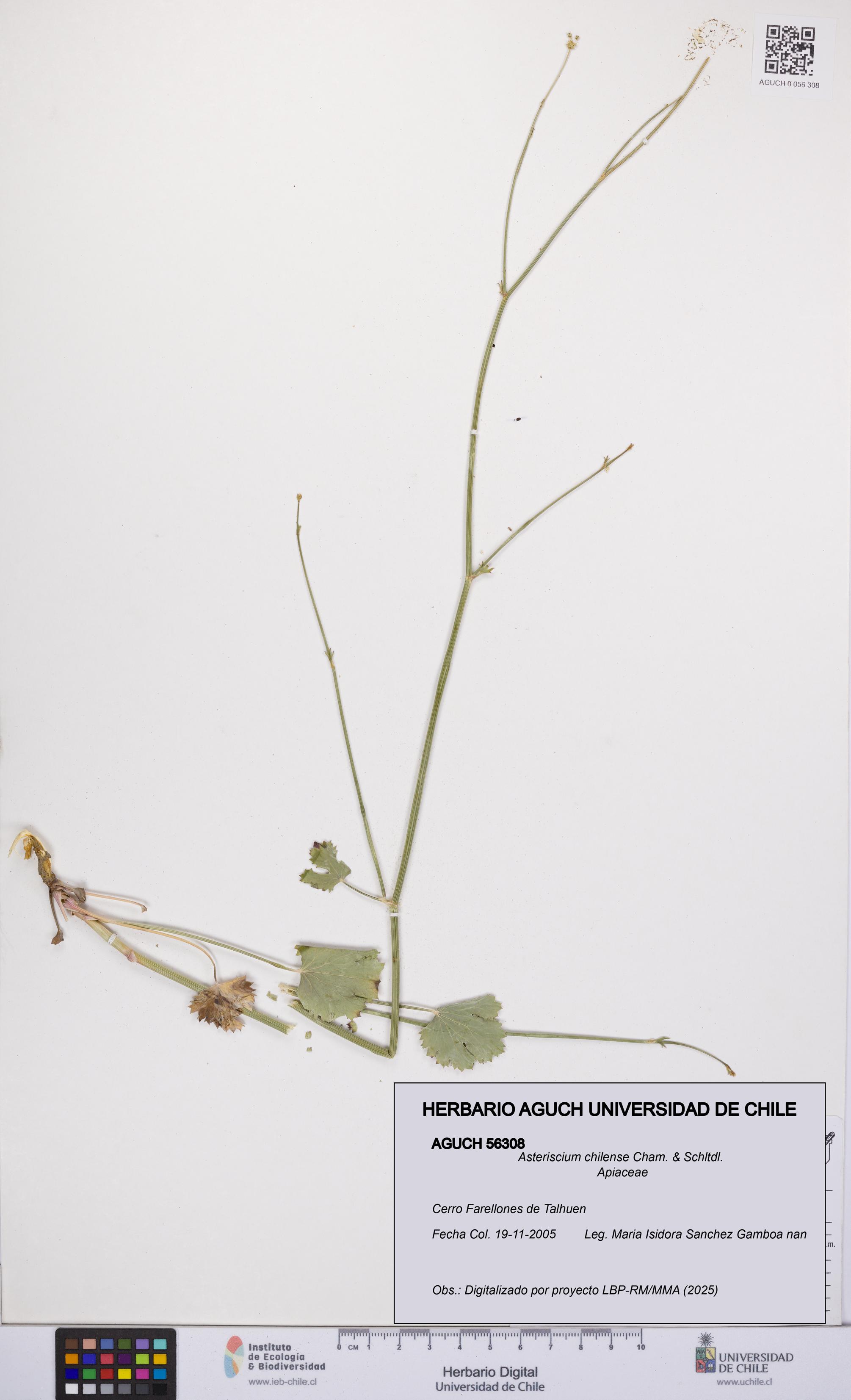 Asteriscium chilense [Espécimen: UCH:AGUCH:0056308]