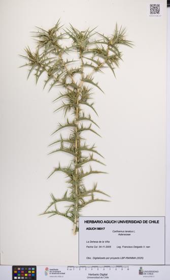 Carthamus lanatus [Espécimen: UCH:AGUCH:0056317]