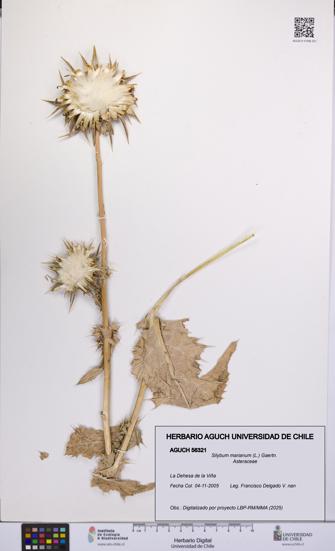 Silybum marianum [Espécimen: UCH:AGUCH:0056321]