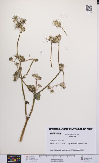Sonchus asper [Espécimen: UCH:AGUCH:0056343]