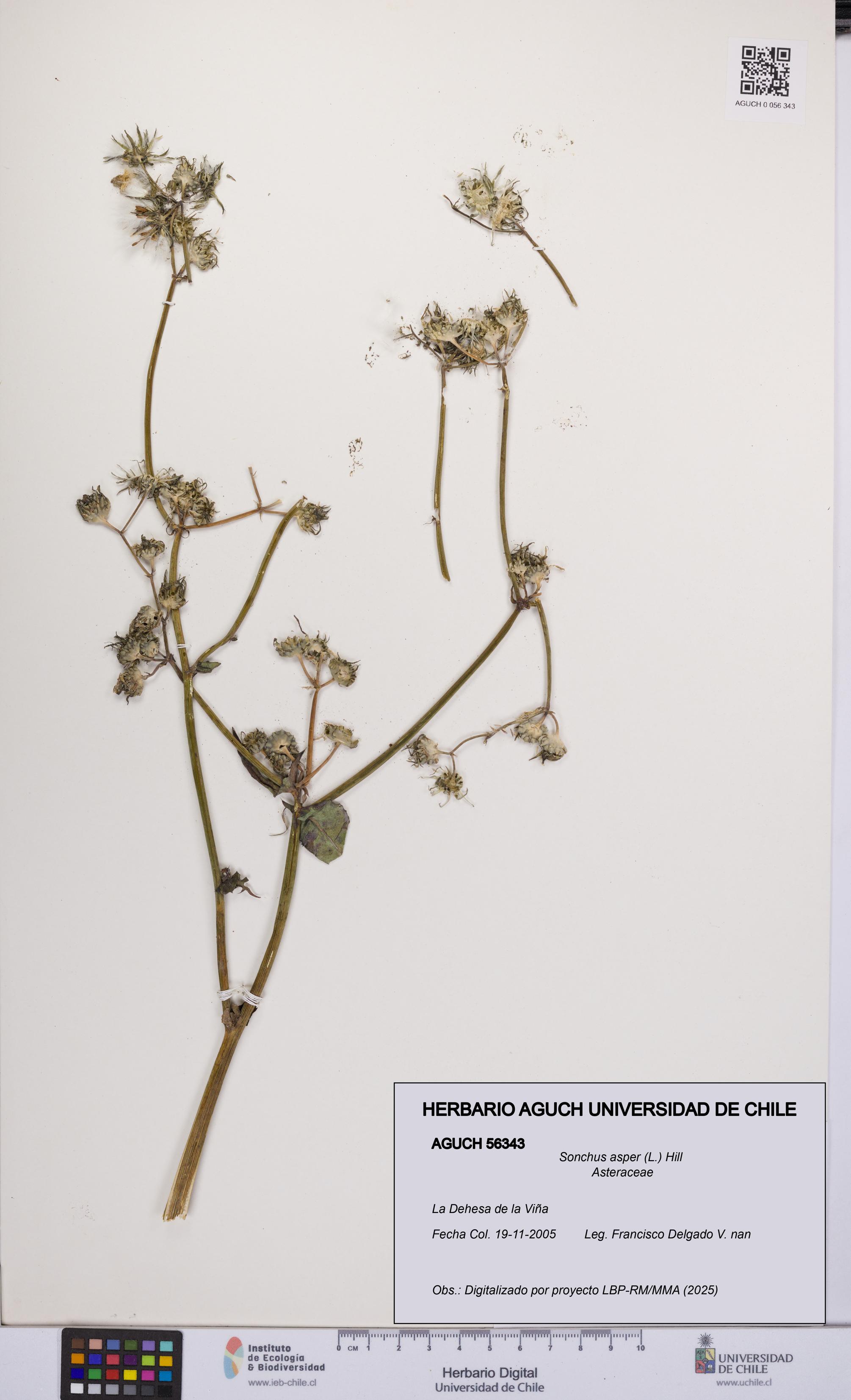 Sonchus asper [Espécimen: UCH:AGUCH:0056343]