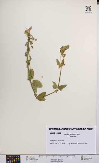 Stachys philippiana [Espécimen: UCH:AGUCH:0056355]
