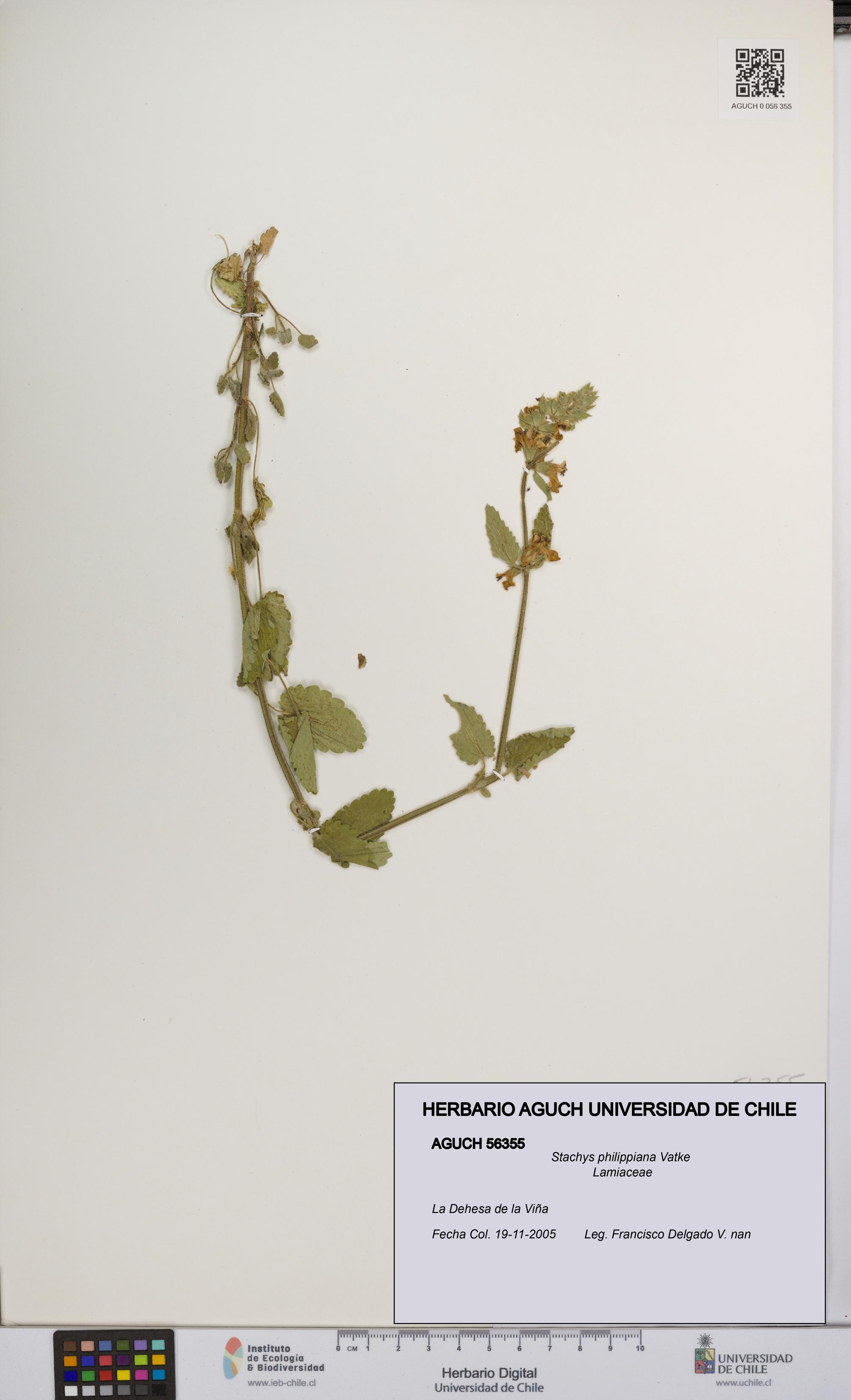Stachys philippiana [Espécimen: UCH:AGUCH:0056355]