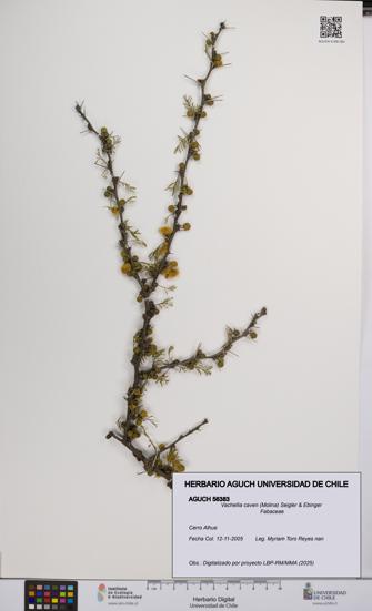 Vachellia caven [Espécimen: UCH:AGUCH:0056383]