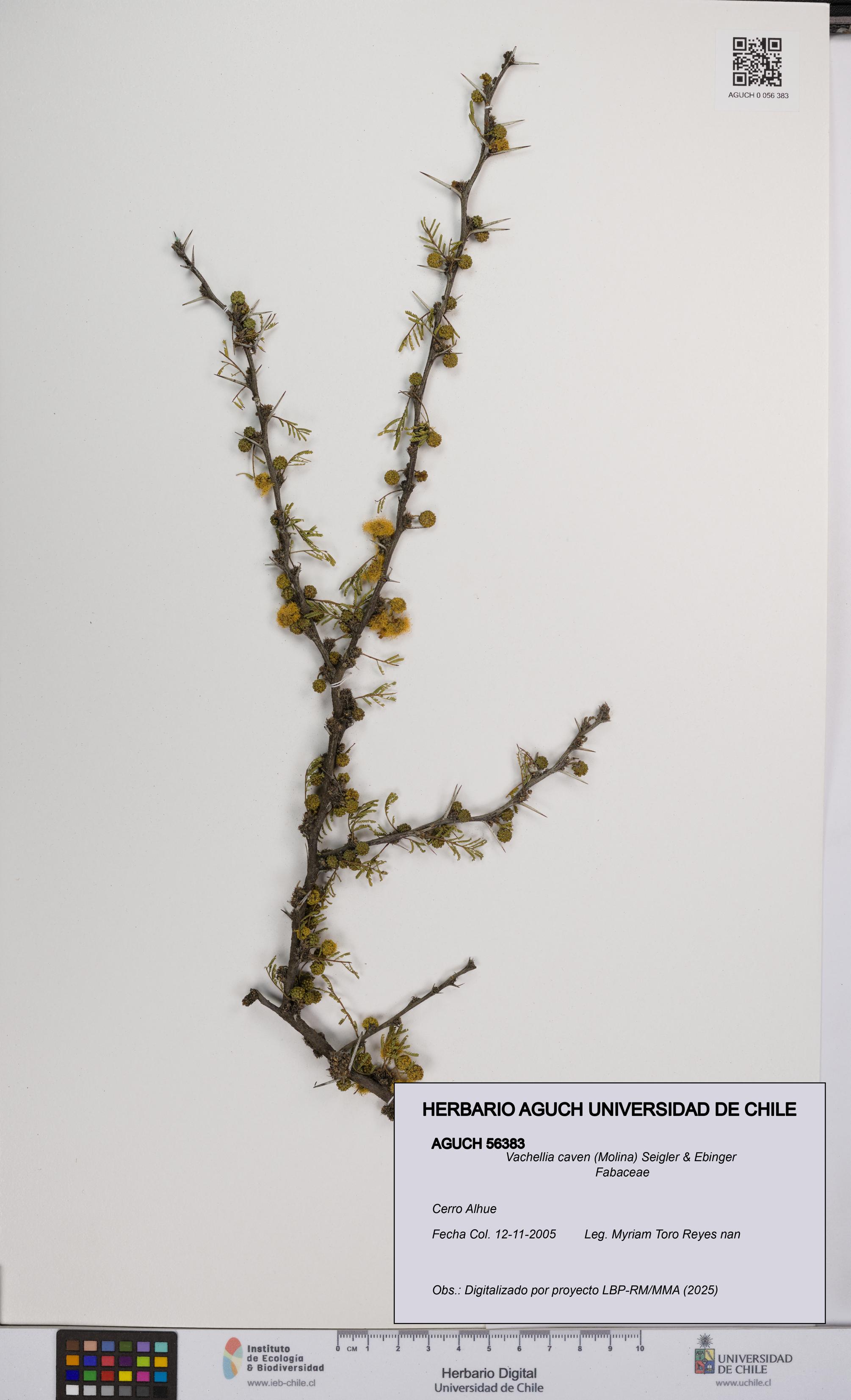 Vachellia caven [Espécimen: UCH:AGUCH:0056383]